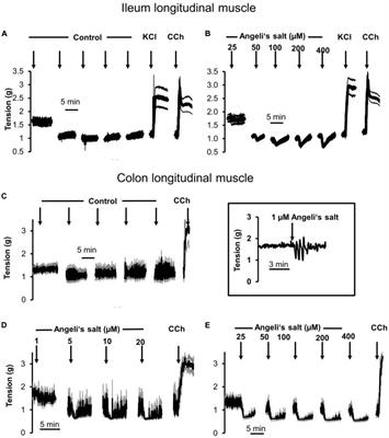 Mechanisms Associated to Nitroxyl (HNO)-Induced Relaxation in the Intestinal Smooth Muscle